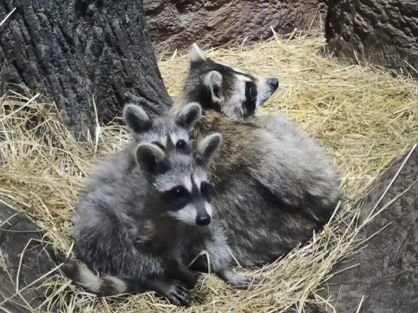 Воронежский океанариум откроется и&nbsp;порадует посетителей беби-бумом
