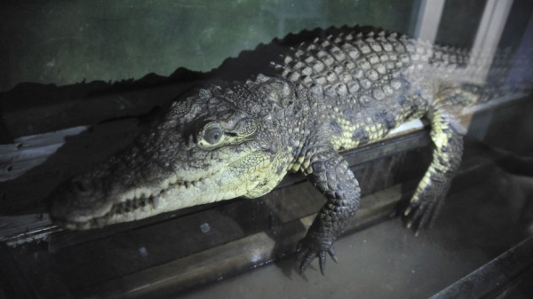 Воронежцы снова увидятся с животными в зоопарке 7 июля