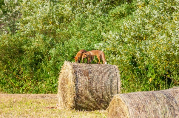 Озорную игру трёх лисят запечатлел воронежский фотограф&nbsp;
