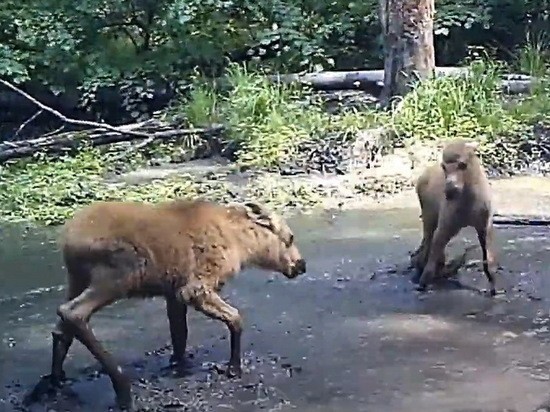 Воронежский заповедник поделился видео с играющими лосятами