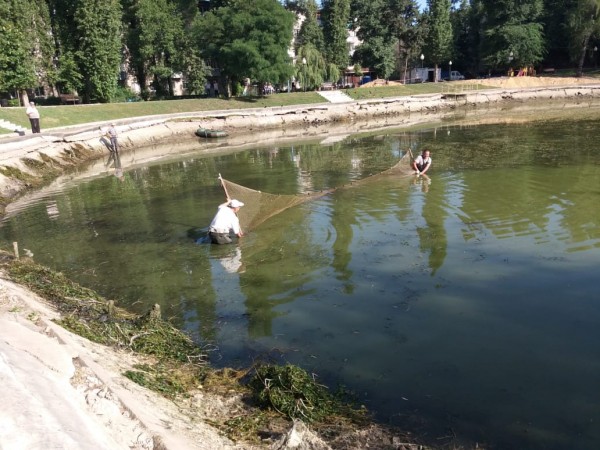 Воронежцы испугались гибели рыб и черепах в лебедином озере
