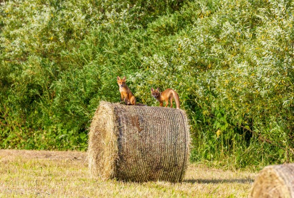Озорную игру трёх лисят запечатлел воронежский фотограф&nbsp;
