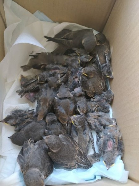 Доброта спасет мир: жительница Воронежа спасла от гибели 30 маленьких ласточек