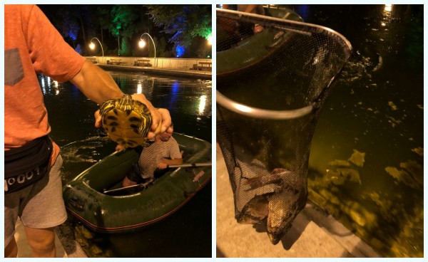 Из озера в Центральном парке Воронежа выловили 2 черепах и более 50 рыб
