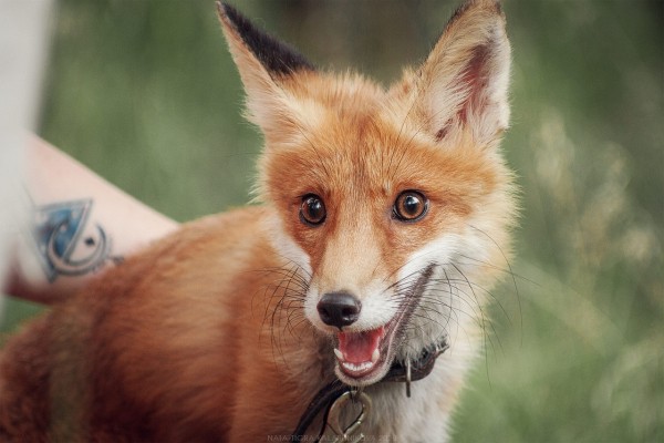 Cпасённому под Воронежем лисёнку устроили фотосессию
