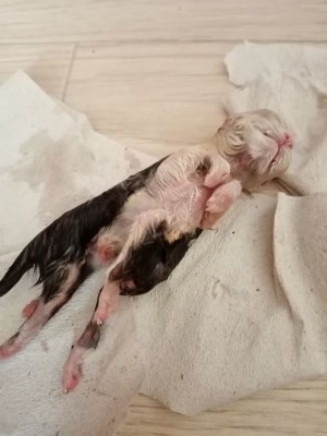 Котёнок с восемью&nbsp;лапами родился в селе под Воронежем