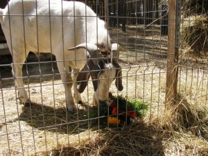 Букет невесты поймал козёл: в Воронеже состоялась первая поросячья свадьба