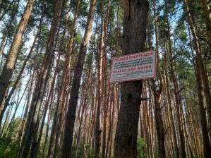 Часть Северного леса в Воронеже огородили длинным забором