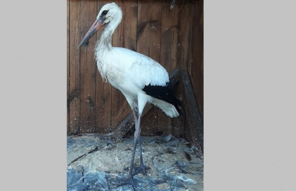 Жители Воронежской области спасли истощённого аистёнка