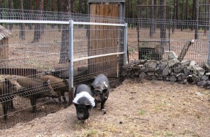 Букет невесты поймал козёл: в Воронеже состоялась первая поросячья свадьба