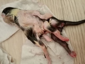 Котёнок с восемью&nbsp;лапами родился в селе под Воронежем