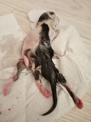 Котёнок с восемью&nbsp;лапами родился в селе под Воронежем