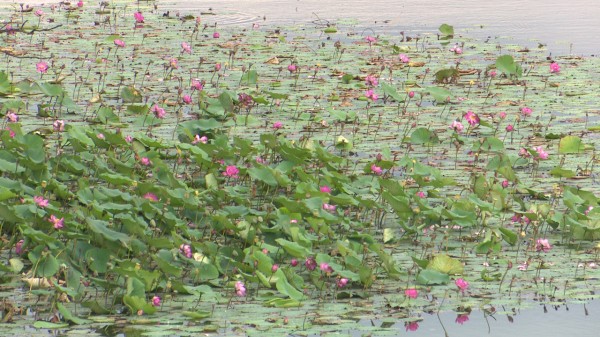 Уникальный пруд с лотосами под Воронежем начали превращать в свалку