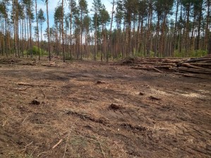 Часть Северного леса в Воронеже огородили длинным забором