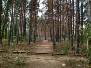 Часть Северного леса в Воронеже огородили длинным забором