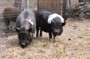 Букет невесты поймал козёл: в Воронеже состоялась первая поросячья свадьба