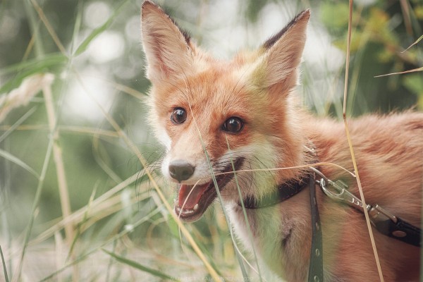 Cпасённому под Воронежем лисёнку устроили фотосессию
