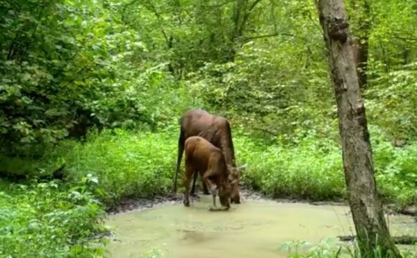 Воронежский заповедник поделился видео с оленятами