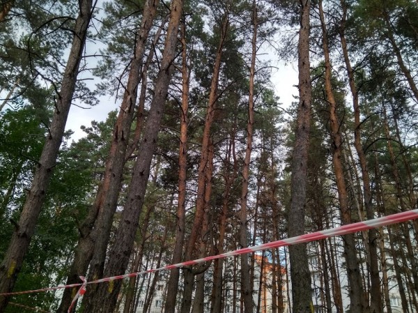 Северный лес в Воронеже станет лиственным?