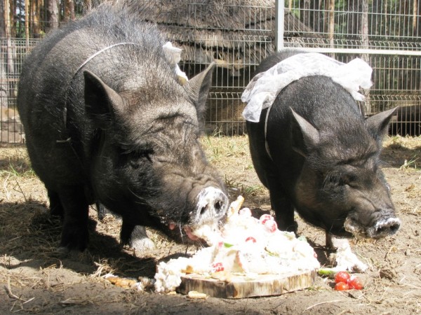 Букет невесты поймал козёл: в Воронеже состоялась первая поросячья свадьба