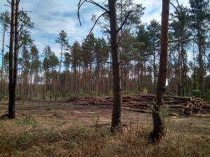Часть Северного леса в Воронеже огородили длинным забором