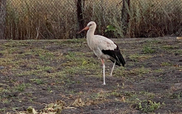 Жители воронежского села ищут хозяев для молодого аиста
