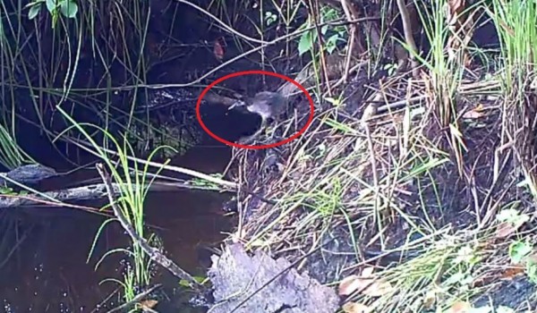 В Воронежской области на видео сняли редкую птицу
