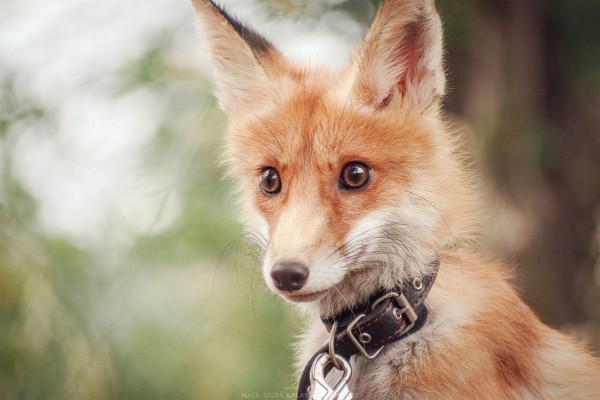 Cпасённому под Воронежем лисёнку устроили фотосессию
