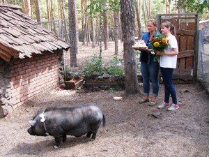 Букет невесты поймал козёл: в Воронеже состоялась первая поросячья свадьба