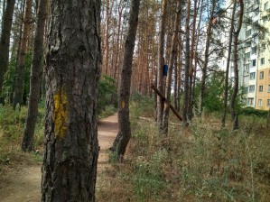 Часть Северного леса в Воронеже огородили длинным забором
