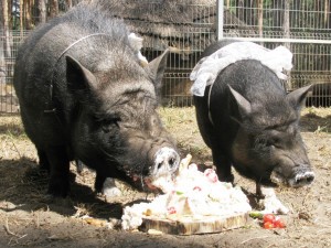 Букет невесты поймал козёл: в Воронеже состоялась первая поросячья свадьба