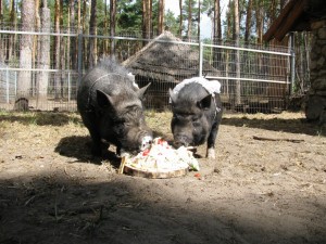 Букет невесты поймал козёл: в Воронеже состоялась первая поросячья свадьба