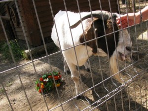 Букет невесты поймал козёл: в Воронеже состоялась первая поросячья свадьба