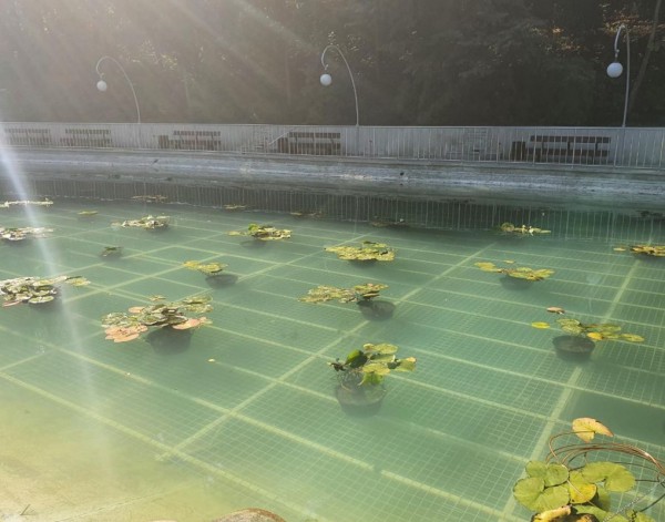 Озеро в Центральном парке Воронежа украсили лилиями