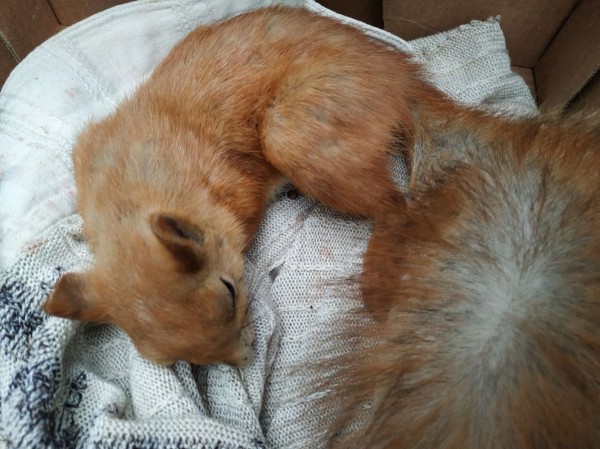 Белку с кровотечением и черепно-мозговой травмой спасают в Воронеже
