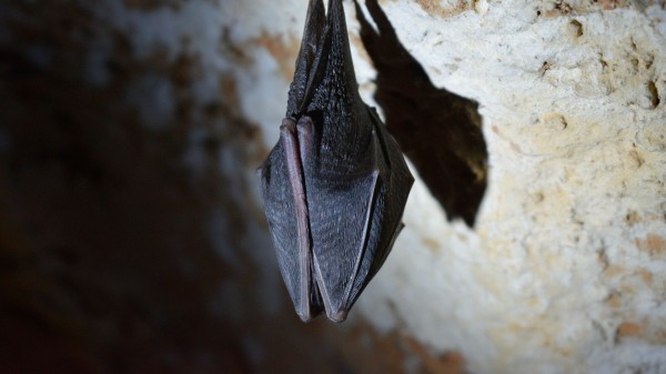 Эксперт оценил опасность заражения коронавирусом от летучих мышей