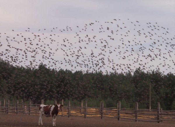Завораживающий танец птиц попал на фото в Воронежской области
