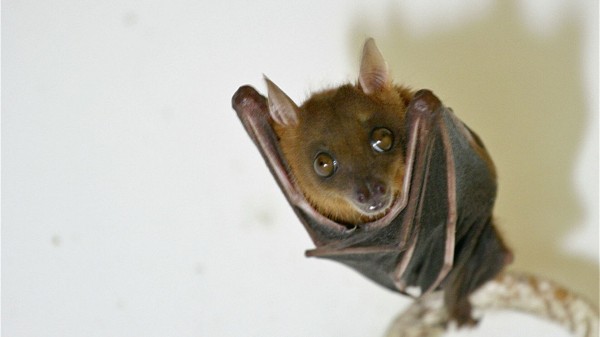 Эксперт оценил опасность заражения коронавирусом от летучих мышей