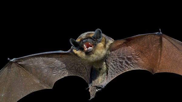 Эксперт оценил опасность заражения коронавирусом от летучих мышей