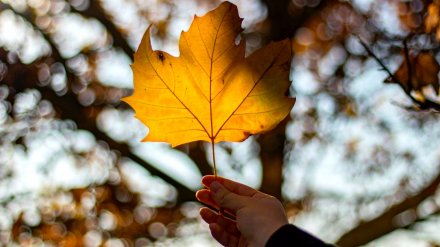 Начало рабочей недели принесёт потепление в Воронежскую область
