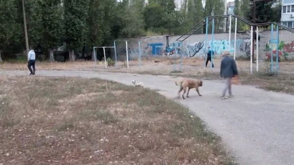 Родители против собачников. В Воронеже обострилась война за территории школ