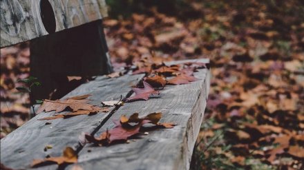 Автобусы для дачников отменят в Воронеже с 1 ноября