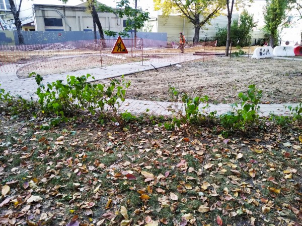 Погулять с собаками и не месить грязь: что стало со сквером известного зодчего