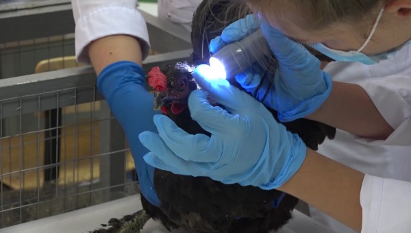 Бесстрашие и постоянная практика. Воронежская студентка стала лучшим ветеринаром в России