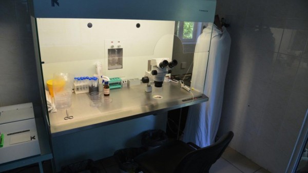 COVID-лабораториям Воронежской области дадут 157 млн рублей