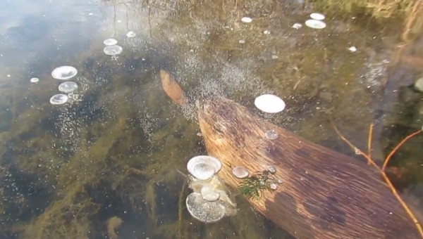 В заповеднике Воронежской области решили пересчитать выхухолей