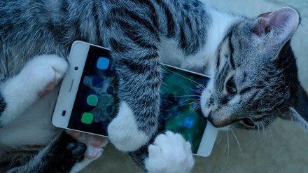 Питомцы и IPhone. Аналитики выяснили, что воронежцы готовы отдавать бесплатно