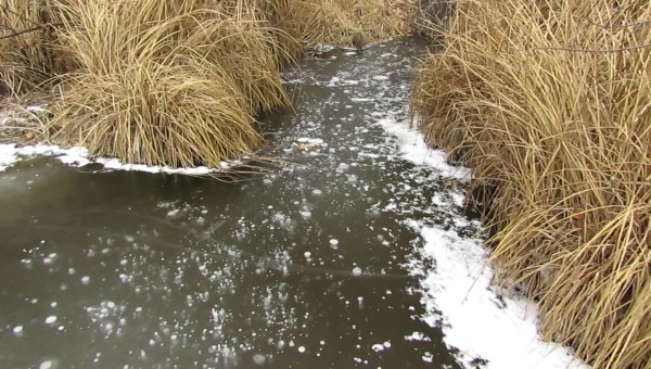 В заповеднике Воронежской области решили пересчитать выхухолей