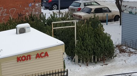 Ёлочные базары в Воронеже заработали за день до официального открытия