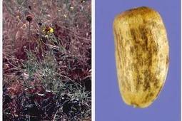 Опасный карантинный сорняк нашли в Воронеже в партии подсолнечника из Франции